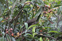 Ortalis squamata