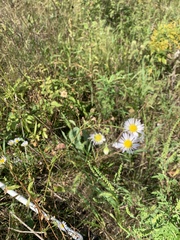 Erigeron strigosus