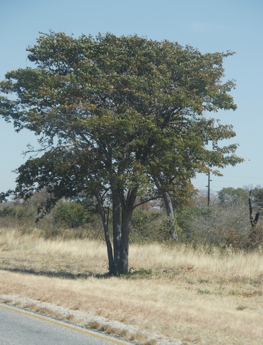 Mopane (Colophospermum mopane)