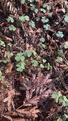 Oxalis oregana