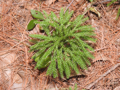 Dendrolycopodium dendroideum