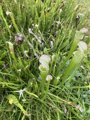 Sarracenia