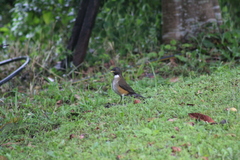 Turdus albicollis