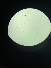 Euglena