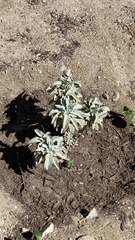 Salvia apiana