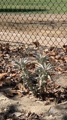 Salvia apiana