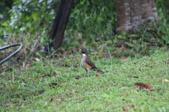 Turdus albicollis