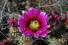Echinocereus engelmannii fasciculatus