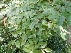 Tilia mongolica