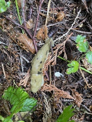 Ariolimax columbianus