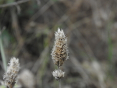 Nepeta argolica