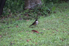 Turdus albicollis