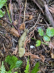 Ariolimax columbianus