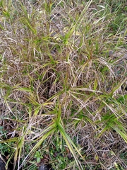 Carex muskingumensis