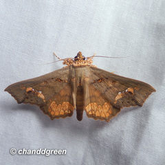 Lopharthrum comprimens