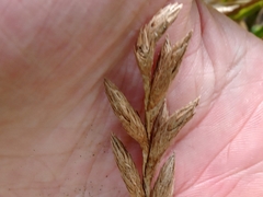 Carex muskingumensis