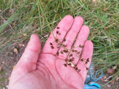Juncus articulatus