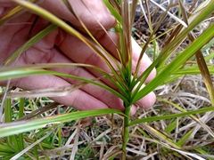 Carex muskingumensis