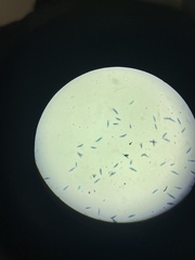 Paramecium