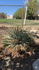 Hesperoyucca whipplei