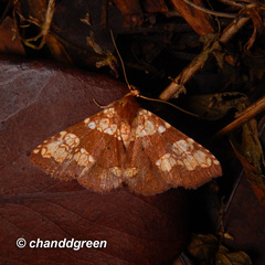 Saroba pustulifera