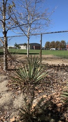 Hesperoyucca whipplei