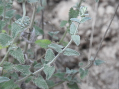Nepeta argolica
