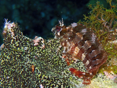 Parablennius gattorugine