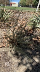 Hesperoyucca whipplei