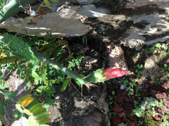 Opuntia cochenillifera