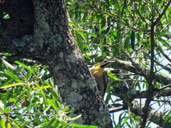 Colaptes campestris campestroides