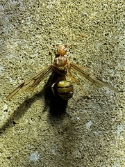 Oecophylla longinoda