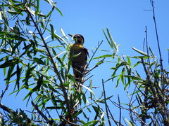 Colaptes campestris campestroides