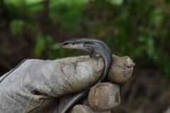 Plestiodon callicephalus