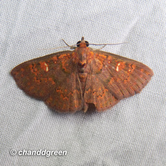 Sarobides inconclusa