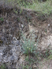 Nepeta argolica