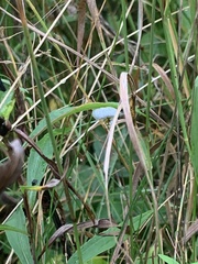 Macremphytus tarsatus