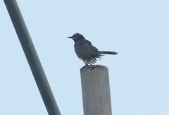 Turdus plumbeus