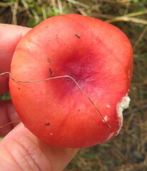 Russula emetica