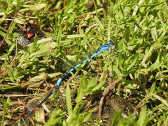 Enallagma carunculatum