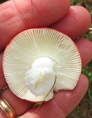 Russula emetica