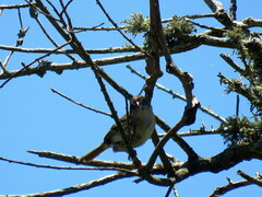 Ammodramus humeralis