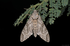 Psilogramma