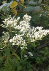 Eupatorium