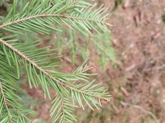 Abies alba