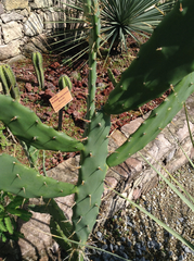 Opuntia cochenillifera