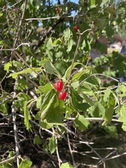 Viburnum opulus americanum