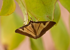 Dausara amethysta