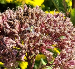 Lucilia coeruleiviridis