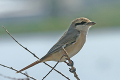 Lanius isabellinus